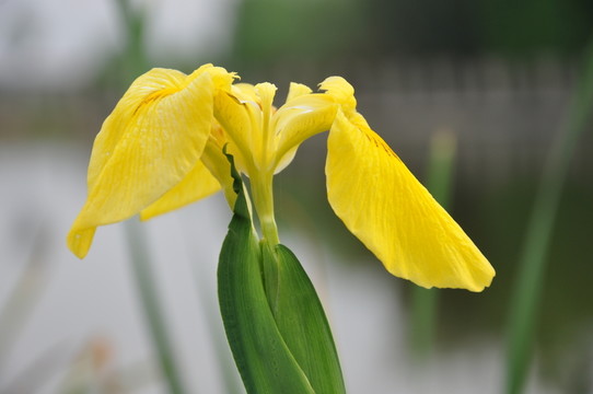 黃色的花