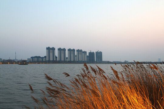 濕地 蘆葦 湖泊 風(fēng)景 水