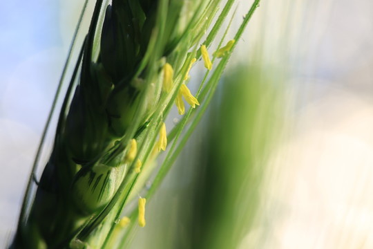 小麥開花