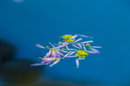 水中漂花