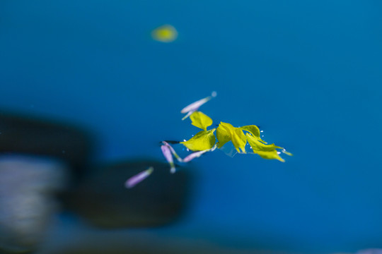 水中飄花