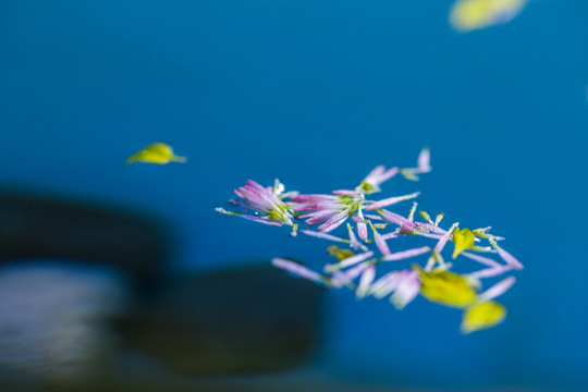 水中飄花