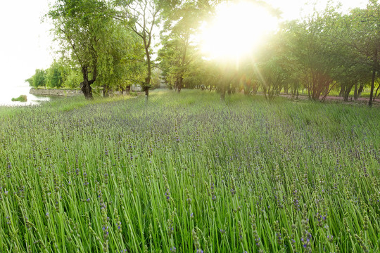夕陽(yáng)樹(shù)林薰衣草