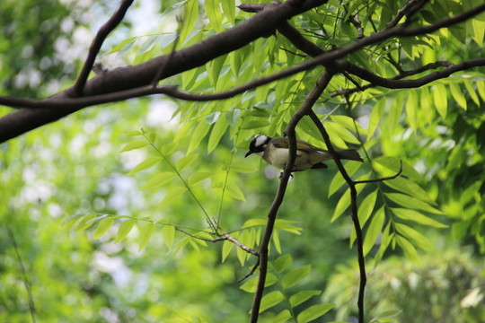 小鳥素材