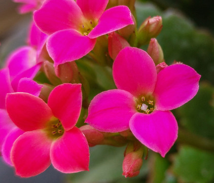 長壽花