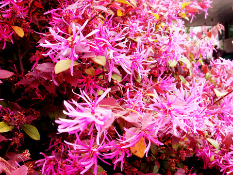 花卉