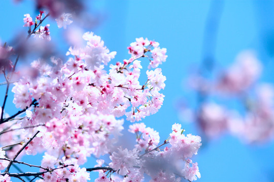 櫻花