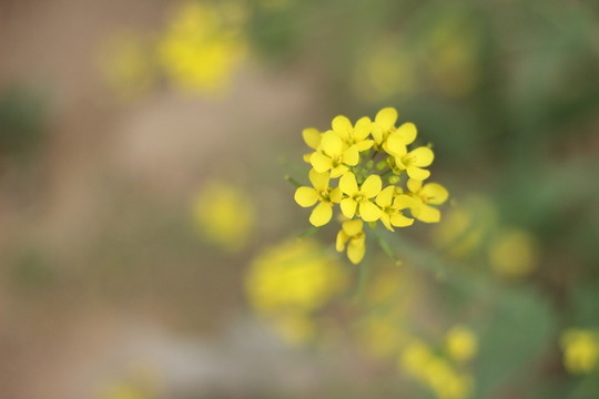 油菜花