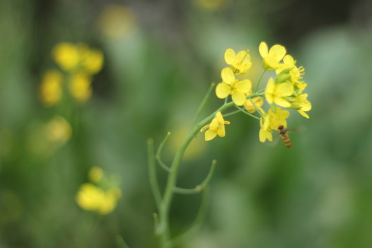 油菜花與蜜蜂