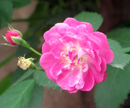 薔薇