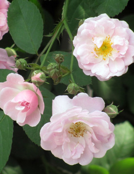 薔薇