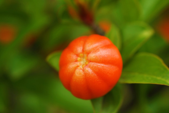 石榴花