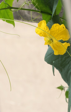 絲瓜花