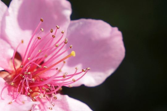 桃花