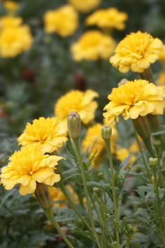 萬(wàn)壽菊