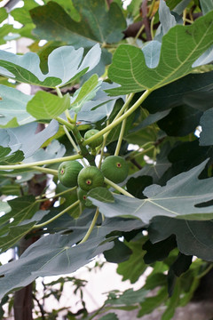 無(wú)花果