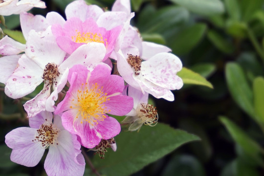 野薔薇