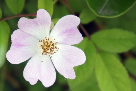 野薔薇