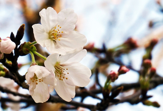 櫻花
