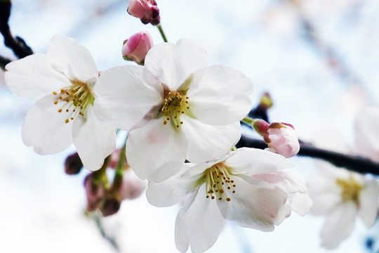櫻花