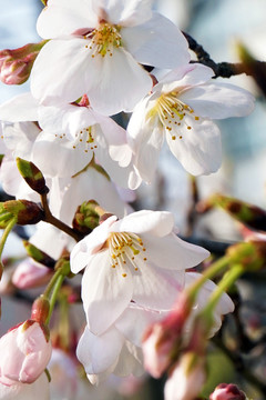 櫻花