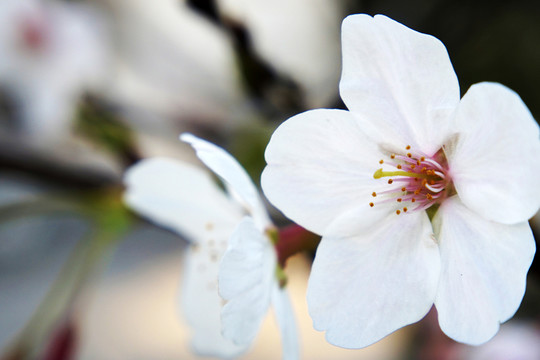 櫻花