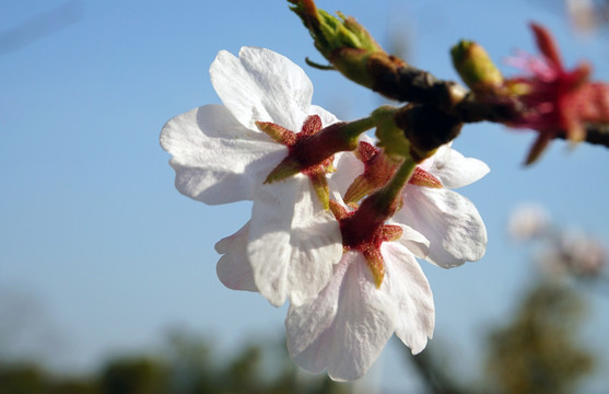 櫻花