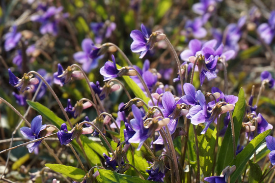 紫花地丁