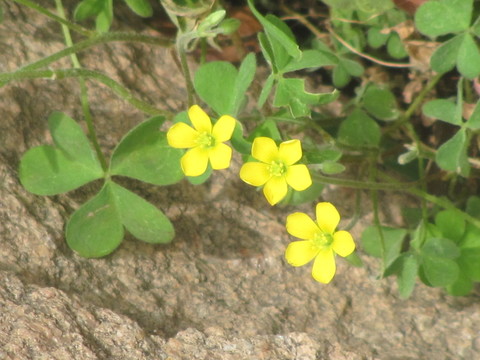 黃花酢漿草
