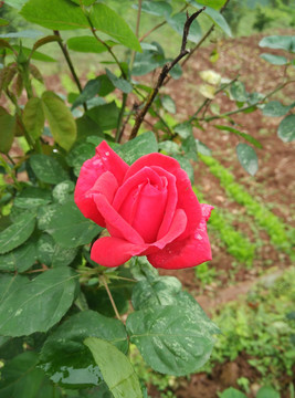 玫瑰花