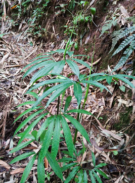 盆栽造型