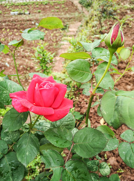 玫瑰花