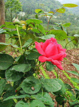 玫瑰花