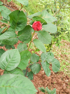 玫瑰花