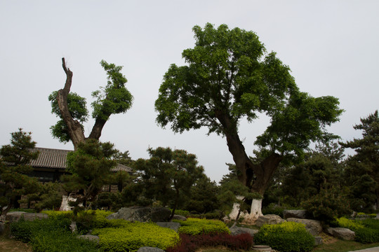 西安唐苑 古樹(shù)
