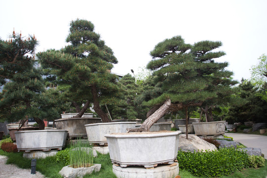 西安 唐苑 盆景
