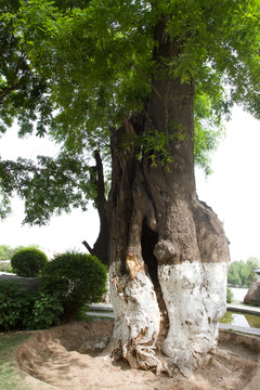 西安唐苑 古樹(shù)