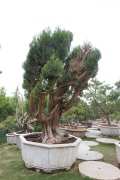 西安 唐苑 盆景