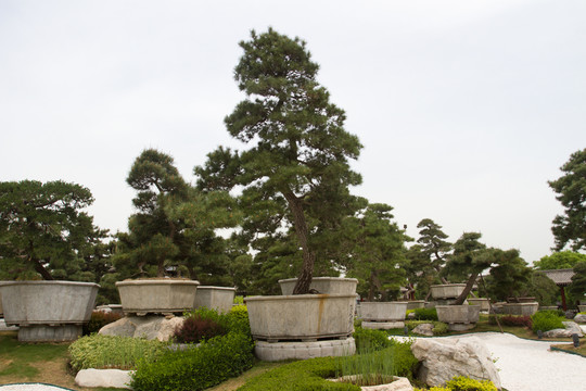 西安 唐苑 盆景