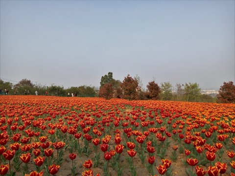 茫茫花海