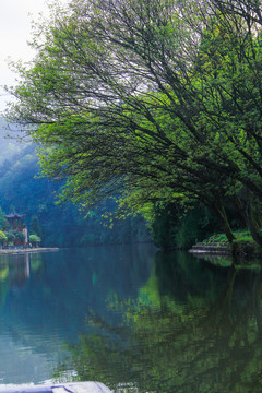 陽光樹林湖泊