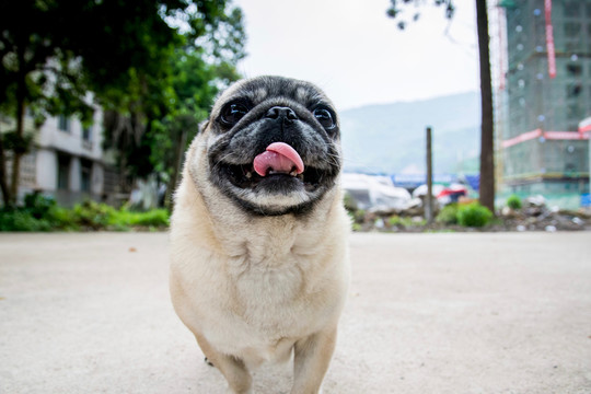 巴哥犬