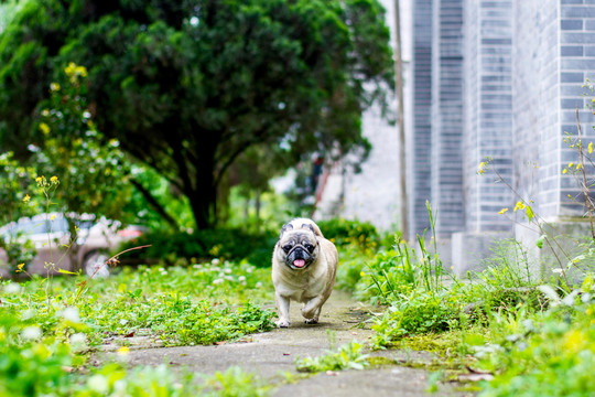 巴哥犬