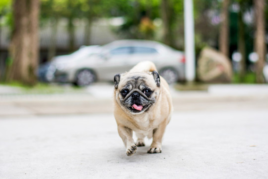 巴哥犬
