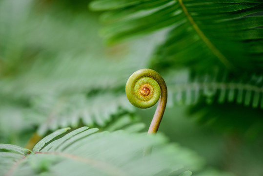 蕨類植物