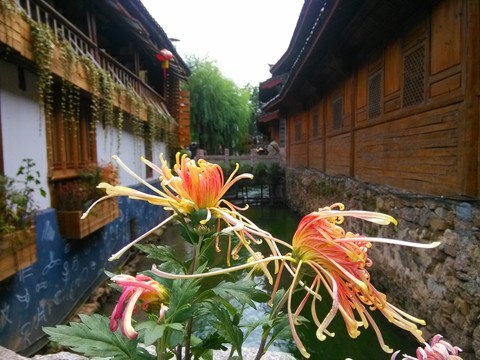 云南麗江