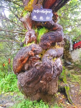西藏林芝巴松錯