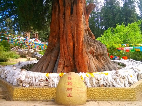 西藏林芝柏樹王