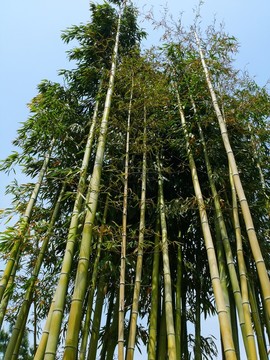 竹子
