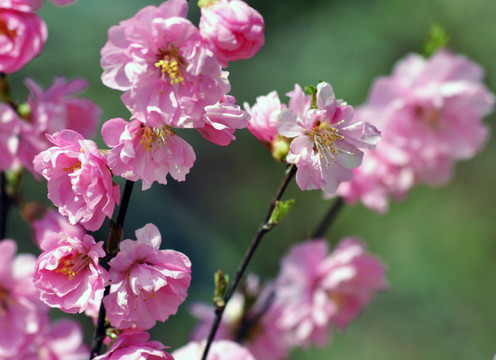 櫻花